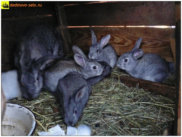 Кролики в клетке. Село Дединово