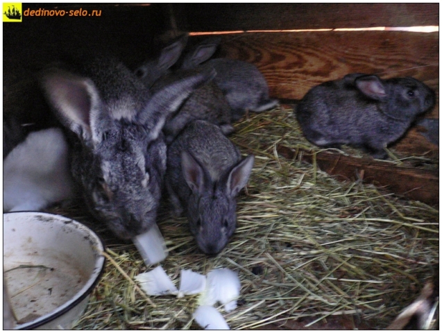 Кролики в клетке. Село Дединово