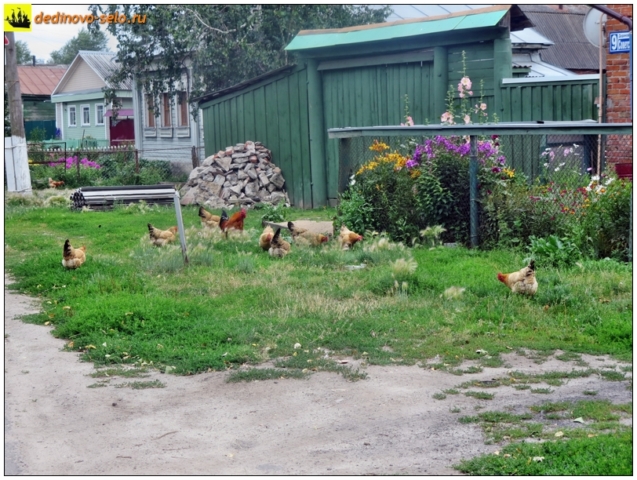 Курицы и петухи. Село Дединово