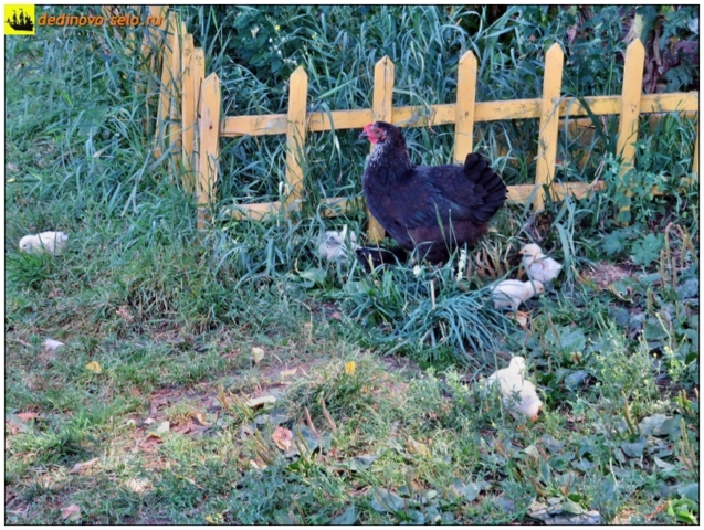 Курица с цыплятами. Село Дединово