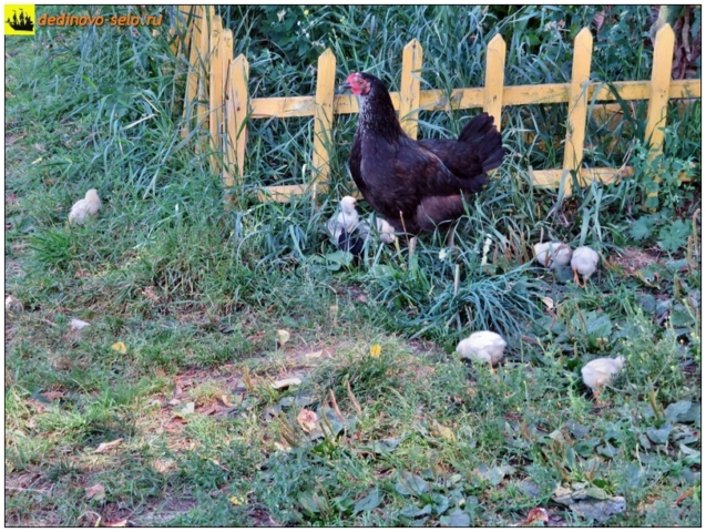 Курица с цыплятами. Село Дединово