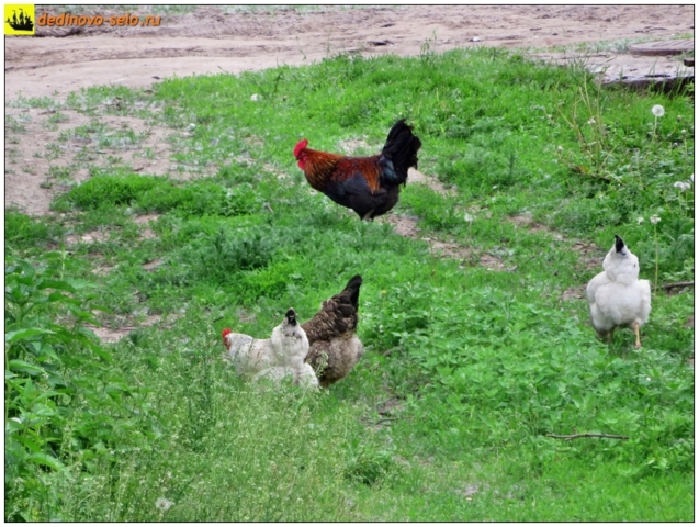Курицы и петухи. Село Дединово
