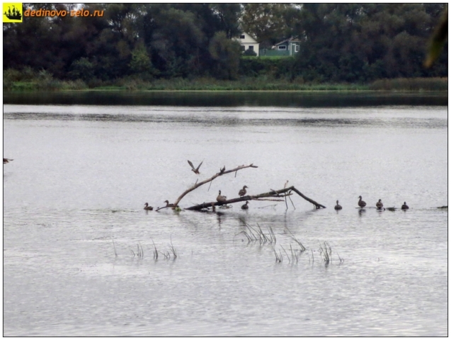 Утки на коряге на реке Оке. Село Дединово