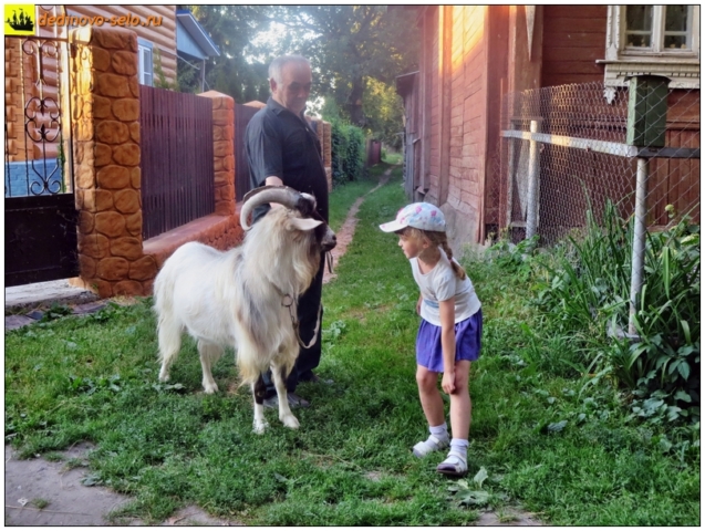 Общение ребёнка и козла. Село Дединово