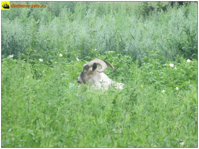 Козёл лежит в траве на огородах. Село Дединово