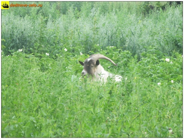 Козёл лежит в траве на огородах. Село Дединово