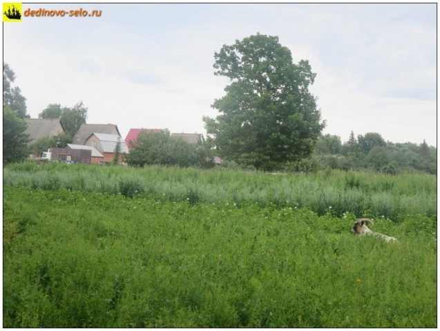 Козёл лежит на огородах. Село Дединово
