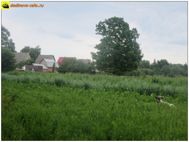 Козёл лежит на огородах. Село Дединово
