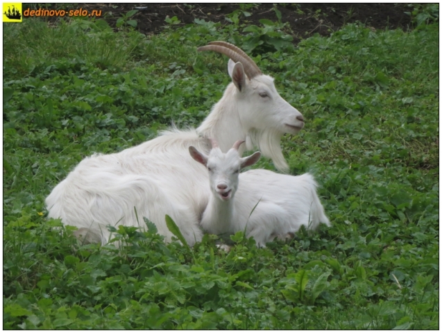 Козлик и коза около "белого дома" на Октябрьской улице. Село Дединово