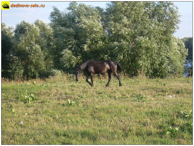 Лошадь у реки Ройки. Село Дединово