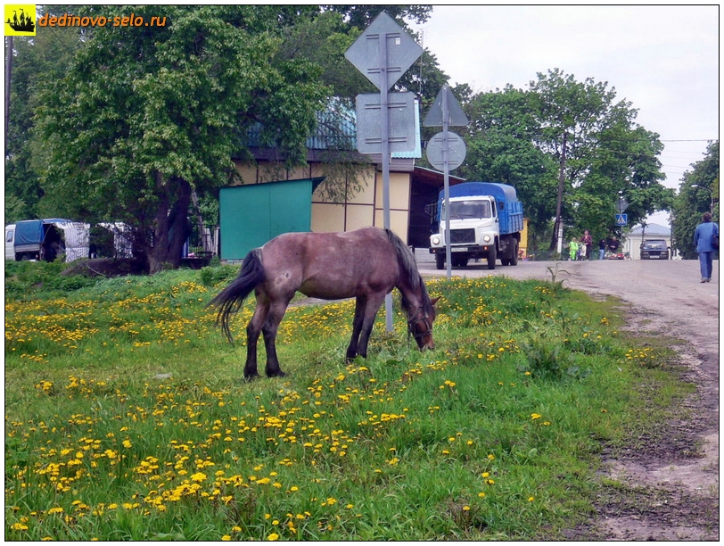 Конь на "базаре". Село Дединово