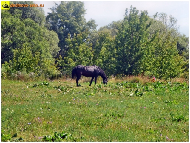 Конь на берегу реки Ройки. Село Дединово