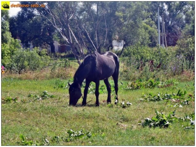 Конь на берегу реки Ройки. Село Дединово