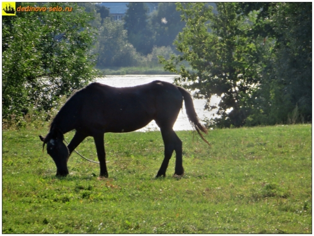 Конь на берегу реки Оки. Село Дединово