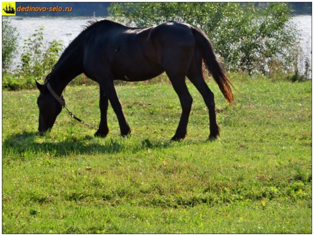 Конь на берегу реки Оки. Село Дединово