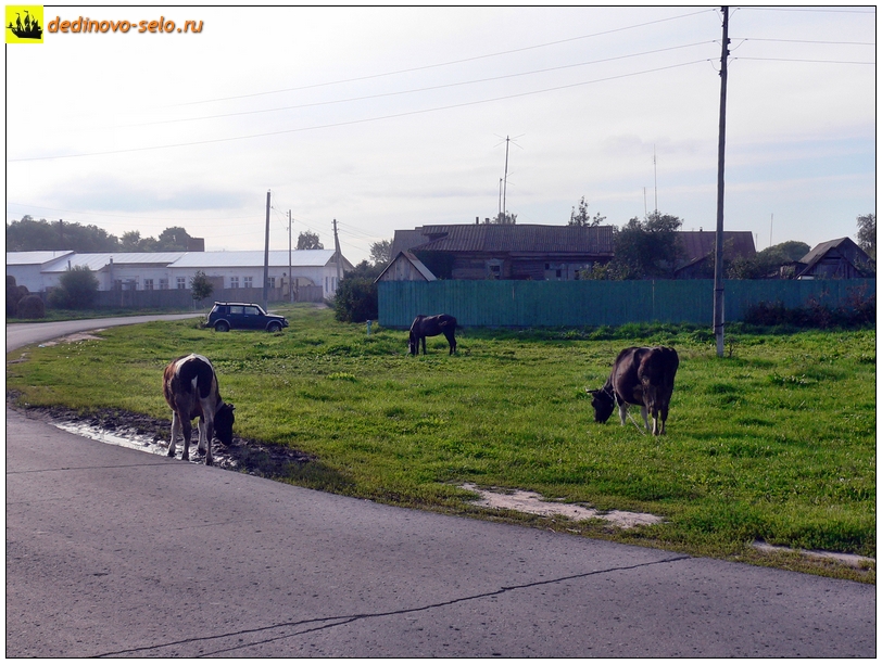 Коровы в селе Дединово, поворот к молзаводу