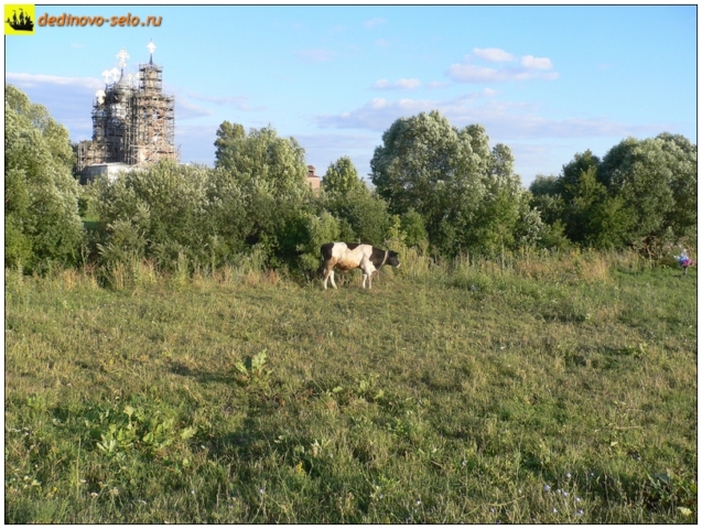 Корова в селе Дединово, напротив Троицкой церкви