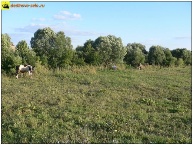 Коровы в селе Дединово, у реки Ройки
