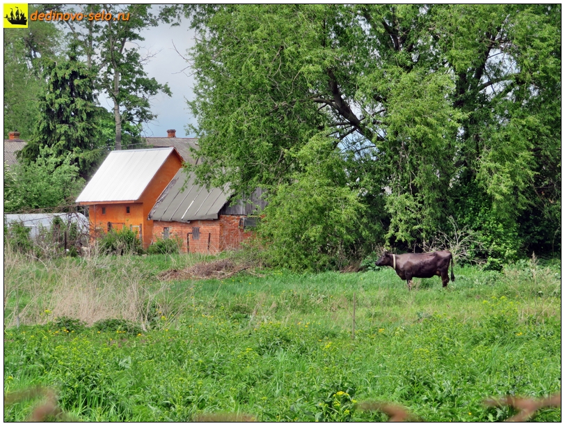 Корова в селе Дединово, на огородах