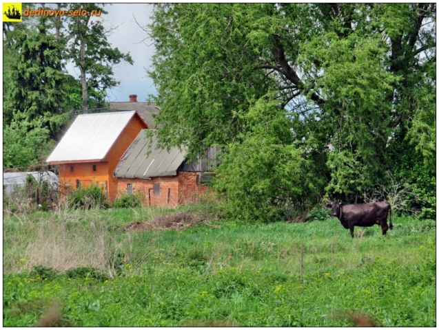Корова в селе Дединово, на огородах