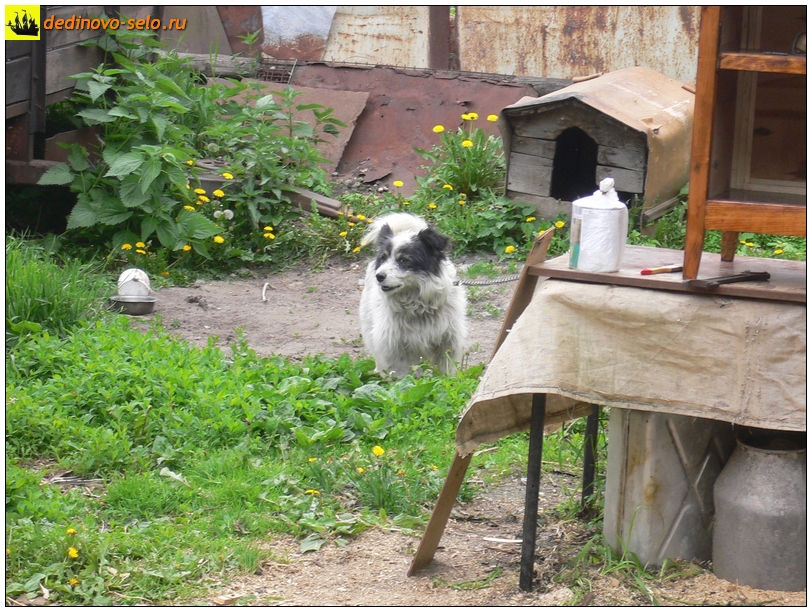 Собака во дворе, село Дединово