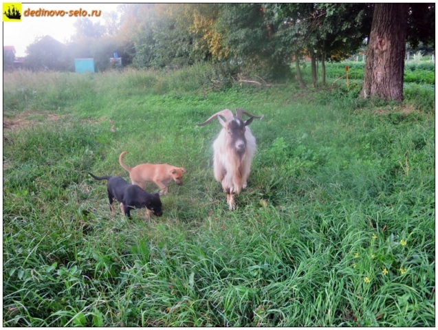 Козёл и собаки на огородах. Село Дединово