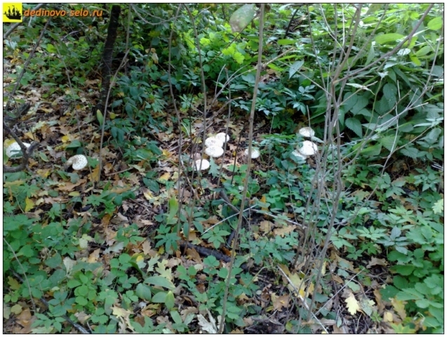 Садовые грибы, село Дединово
