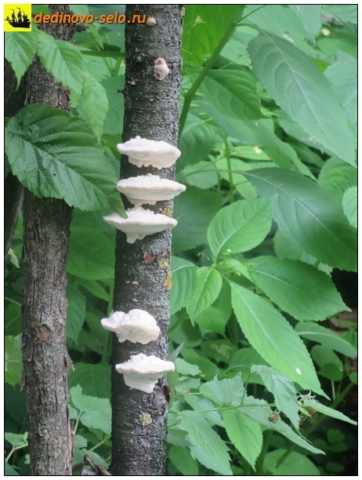 Древесные грибы, село Дединово