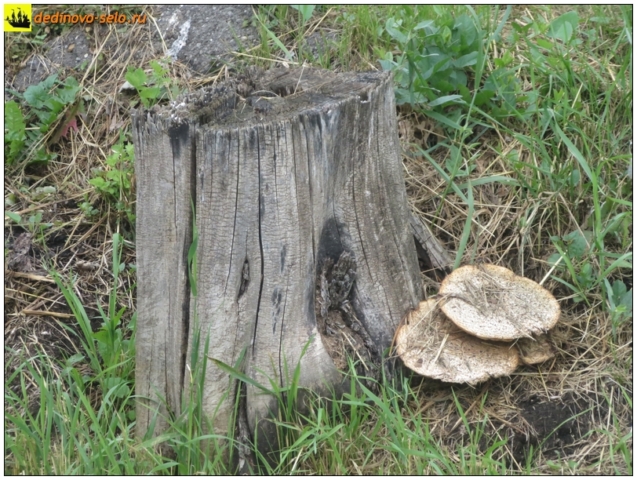 Древесные грибы, село Дединово